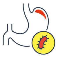 Helicobacter pylori fertőzés