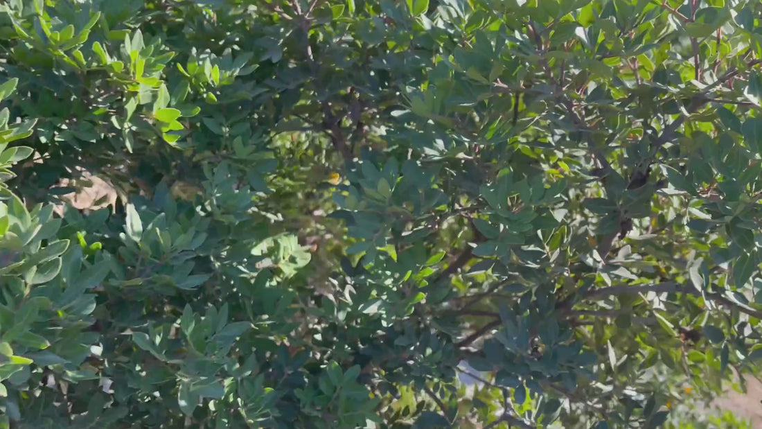 Masticha, čo je masticha? Medicína, liek, superfood!